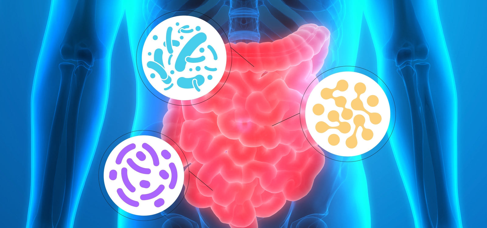 Gut Health 101: Making Sense of Probiotics, Fiber, Enzymes & “Detox”
