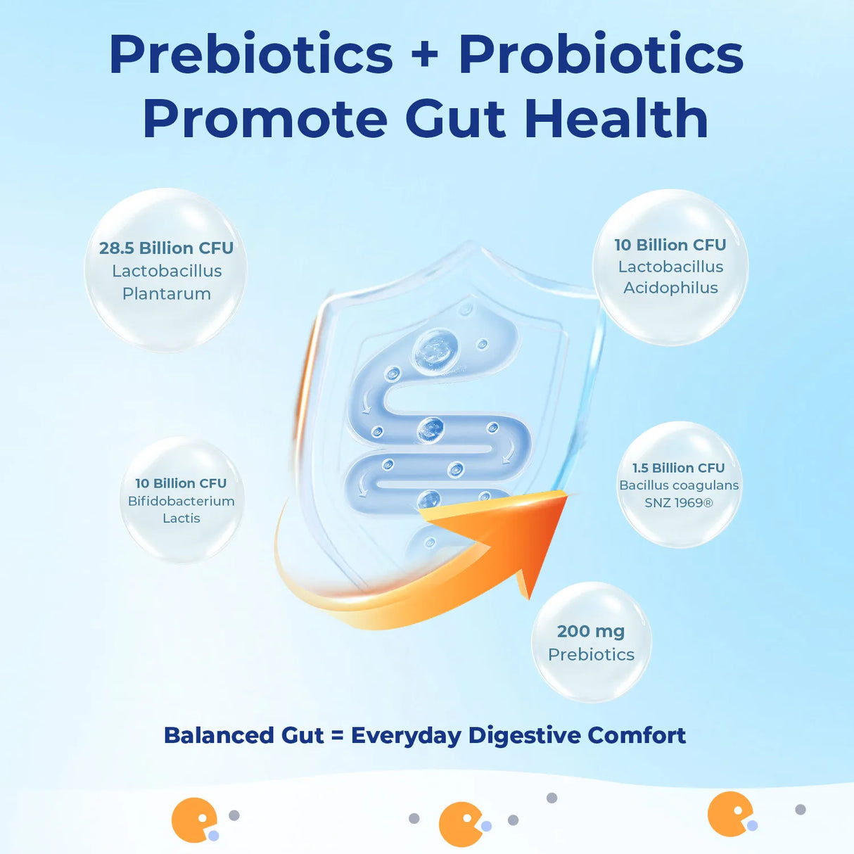 Gut Probiotics - Comprehensive Digestive Health Support